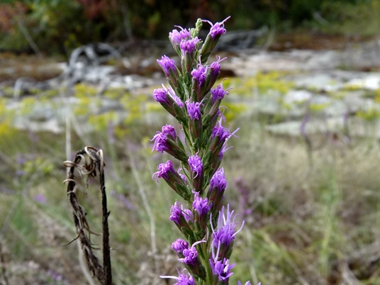 {Liatris microcephala}